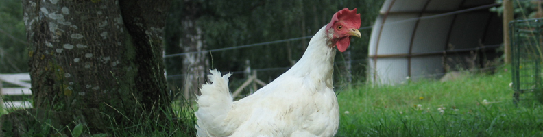 Chicken at Flatlien